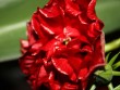 Китайская роза